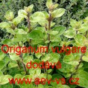 Dobromysl obecná (oregano)