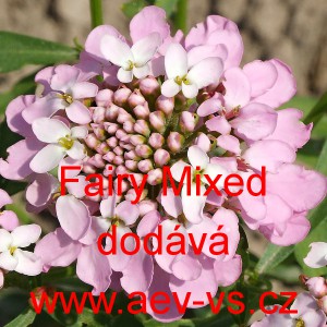 Iberka okoličnatá Fairy Mixed