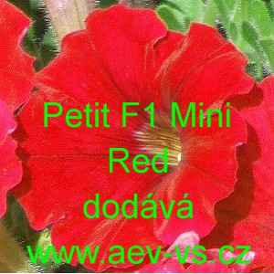 Petunie hybrida Petit F1 Mini Red