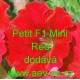 Petunia hybrida Petit F1 Mini Red