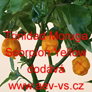 Paprika pálivá čilí Trinidad Mogura Scorpion Yellow