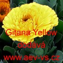 Měsíček lékařský Gitana Yellow Mini