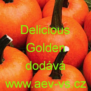 Tykev velkoplodá Delicious Golden