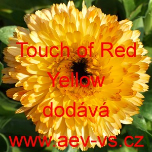 Měsíček lékařský Touch of Red Yellow