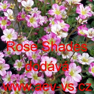 Lomikámen Arendsův Highlander Rose Shades