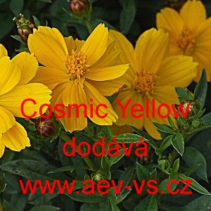 Krásenka žlutá, sírožlutá Cosmic Yellow