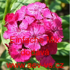 Hvozdík bradatý, vousatý Sweet William Mix