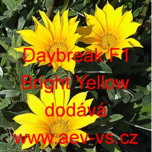 Úborovka zářivá, gazánie Daybreak F1 Bright Yellow