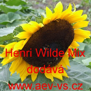 Slunečnice roční Henri Wilde Mix