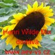 Slunečnice roční Henri Wilde Mix