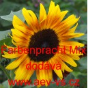 Slunečnice roční Farbenpracht Mix