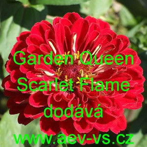 Ostálka sličná, lepá Garden Queen Scarlet Flame