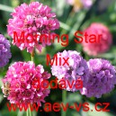 Trávnička přímořská Morning Star Mix