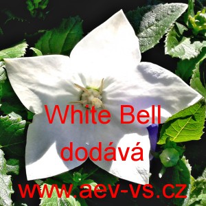 Boubelka velkokvětá, Boubelík White Bell