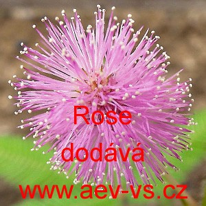 Citlivka stydlivá Rose