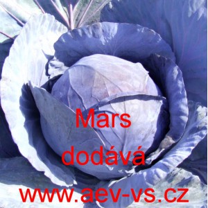 Zelí hlávkové červené Mars