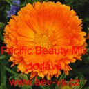 Měsíček lékařský Pacific Beauty Mix