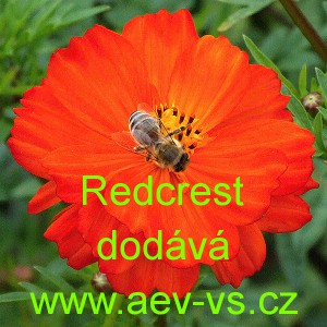 Krásenka žlutá, sírožlutá Redcrest