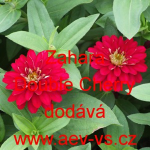 Ostálka marylandská Zahara Double Cherry