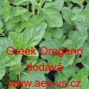 Oregano řecké Greek Oregano