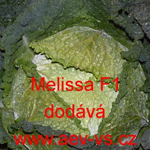 Kapusta hlávková hybridní Melissa F1